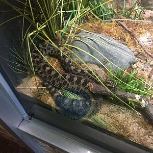 Eastern Massasauga Rattlesnake