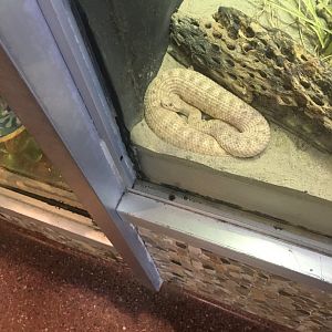 Colorado Desert Sidewinder