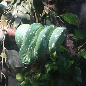 Green Tree Python