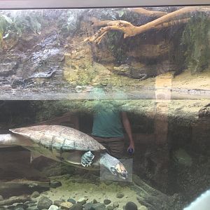 Dwarf Caiman and Giant South American River Turtle