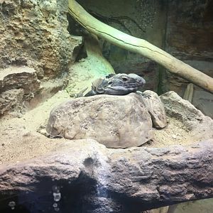 Sonoran Black Iguana