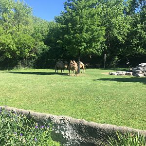 Bactrian Camels