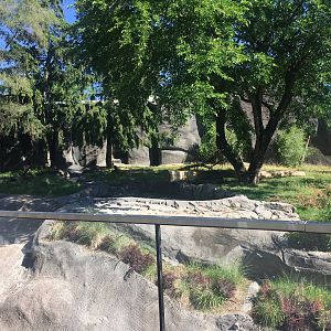 Devereaux Tiger Forest