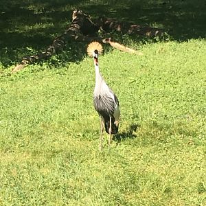 Grey-Crowned Crane