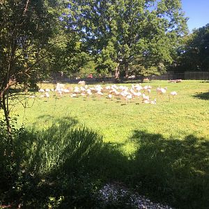 Flamingos (Greater and Caribbean)