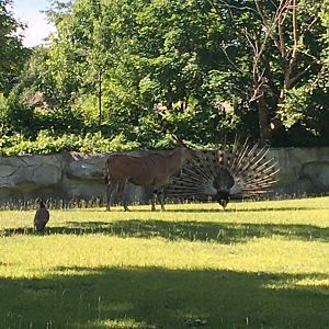 Eland and Peafowl
