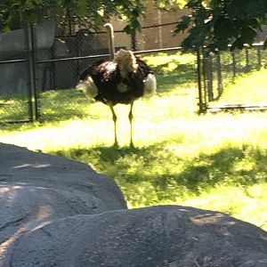 Southern Ostrich