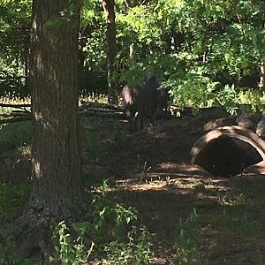 Warthog (sorry if it’s hard to see)