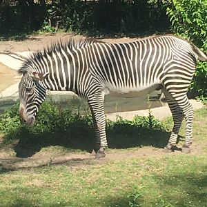Grevy’s Zebra