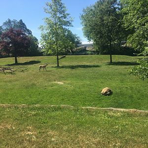 Pronghorn & African Spurred Tortoise