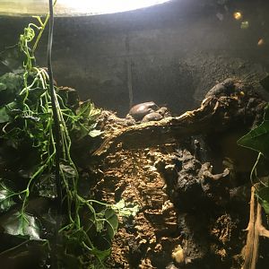 Mexican Giant Tree Frog? (Did I get this right?)