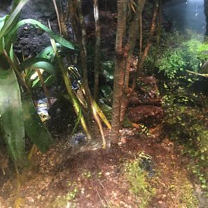 Poison Dart Frogs
