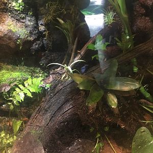 Poison Dart Frogs