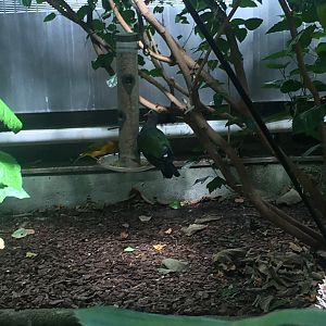 Taveta Golden Weaver & Grey-capped Fruit Dove