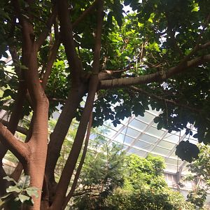 Blue-Bellied Roller (Sorry it’s hard to see)