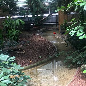 Scarlet Ibis and Spur-Winged Lapwig