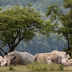 White rhinoceros : Whipsnade : 16 Jun 2020