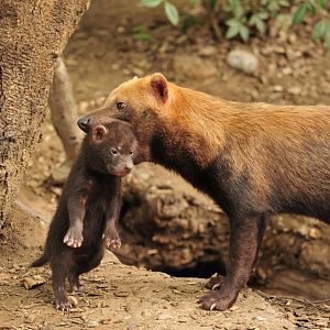 Bush Dog Puppy