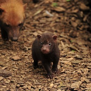 Bush Dog Pup