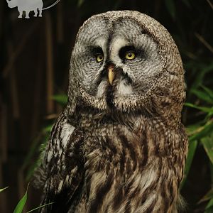 Grey Owl came down to see all the vistors