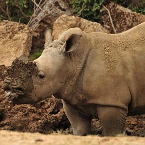 Lottie sticking Tongue out