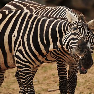 Maneless Zebra Bonding