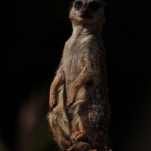Meerkat