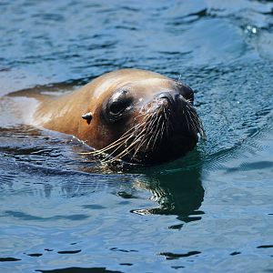 Sealion came to say hello first visitors they had seen for 3 months