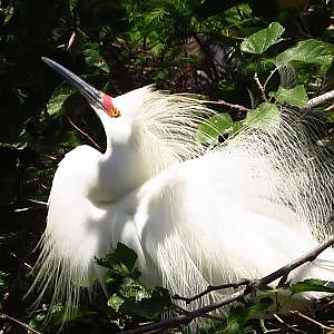 Birds of the St. Augustine Alligator Farm - YouTube