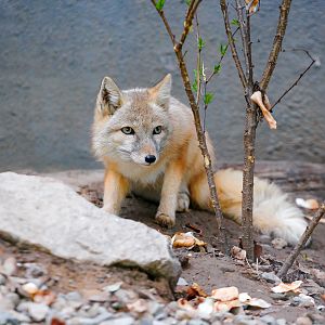 Corsac fox