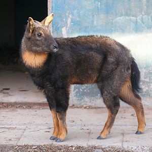 Chinese goral