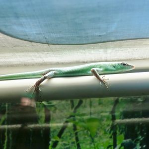 Emerald Tree Skink (Lamprolepis smaragdina)