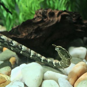 Tentacled Snake (Erpeton tentaculatum)