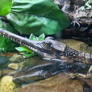 young False Gharial (Tomistoma schlegelii)