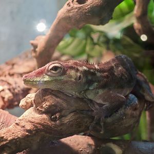 Hispaniolan Anole (Anolis ricordii)