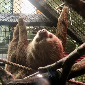 Hoffmann's Two-Toed Sloth (Choloepus hoffmanni)