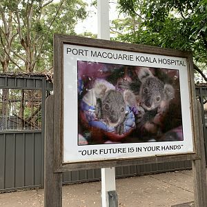 Koala Hospital Sign