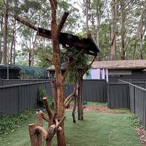 Lismore Rose feeding