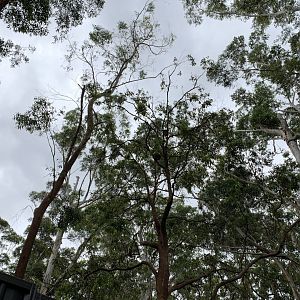 Koalas in the treetops