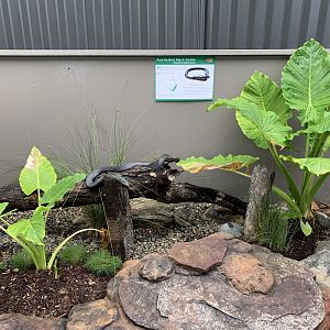 Red-bellied Black Snake