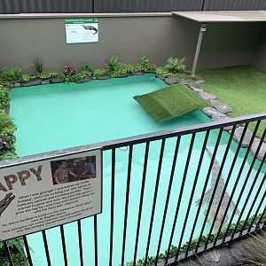 Snappy - Saltwater Crocodile