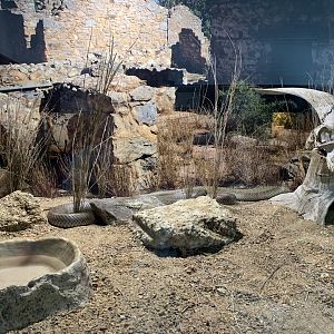 Eastern Brown Snakes