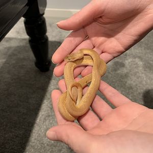 Children's Python