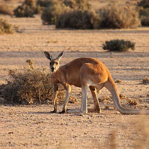 Red Kangaroo