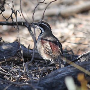 Chestnut Quail-thrush