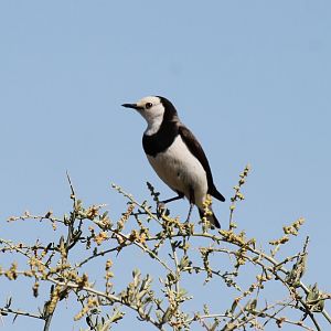 White-fronted Chat