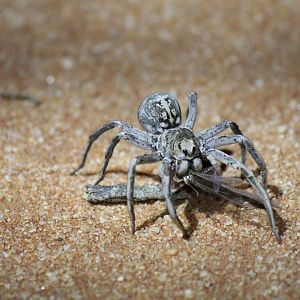 Wolf Spider (Hoggicosa natashae)