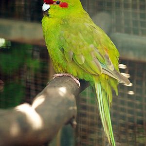 Red-crowned Kakariki