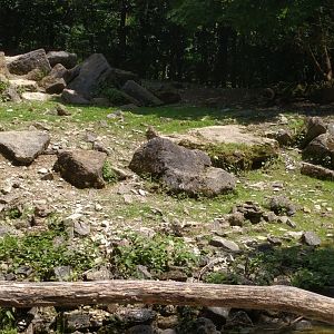 First European moufflon Enclosure