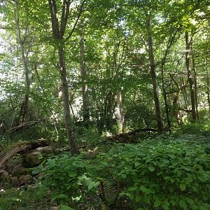 In the eurasian Eagle owl Walk through Aviary